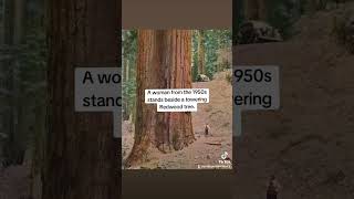 A woman from the 1950s stands beside a towering Redwood tree. #History