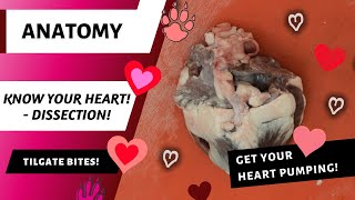 Know Your Heart - Dissection