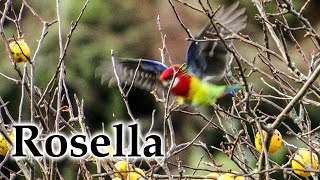 Rosella Flock Feasting on Crabapple in Early Winter #4k #birds #birdsong #parakeet