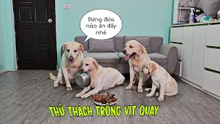 May có Cà Rốt trông vịt quay, ko thì Cà Chua xơi hết chỉ còn cái nịt