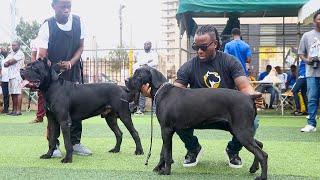 Lovely Cane Corsos on display at August Classic Dog Show 2024