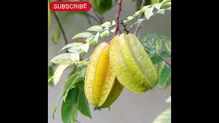 Kamrakh care tips #music #carambola #shortsfeed #gardening #foryou #bts #kpop #gardeningtips #viral