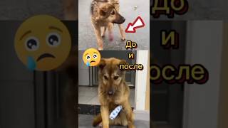 Собака брошена, страдает...😭😱#животные #спасение #помощь #собака #песик