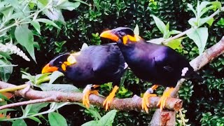 Common hill myna, distinctive orange-yellow beak, ethereal beauty sent from God to the mundane world