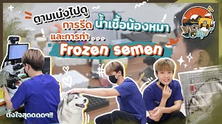 พาไปดูการ “รีดน้ำเชื้อ"น้องหมา และ การทำน้ำเชื้อแช่แข็งงง !!! | VET LIFE EP.1