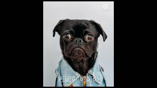 pug dog breed #WhatsApp status