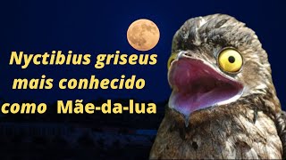 canto Nyctibius griseus   mais conhecido como Mãe da lua pássaro noturno