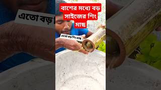 বাঁশের মধ্যে বড় সাইজের শিং মাছ #food #fishing #fish #catching #shorts #viralvideo #freshwaterfish