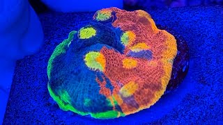 Ultimate Guide: How to Grow Vibrant Rainbow Chalice Corals – Tips for Stunning Reef Tanks!