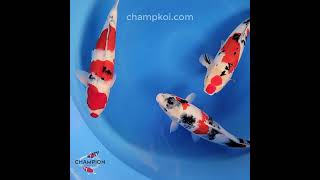 2024OCT-020 #ChampKoi #shorts