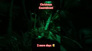 Christmas Countdown! 2 more days! 🎅 #christmas