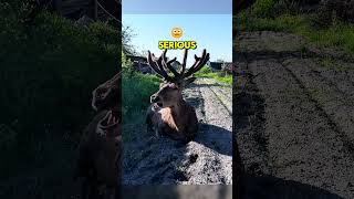 Reindeer In Need Gets Care It Deserves...🥹❤️🤯 #animalrescue #shortsfeed #animalshorts