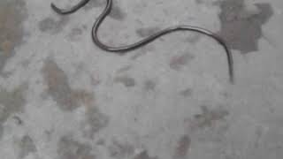 #shorts | Tiny Black SNAKE with Yellow Ring around NECK | Tiny Black Snake - Smallest Black Snake