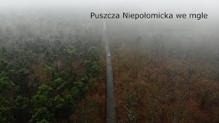 Puszcza Niepołomicka we mgle☁️ z drona.