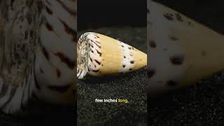 Cone Snail: The Tiny Sea Creature with Deadly Venom! 🐚🌊  #facts #venomous #shortsvideo #shorts