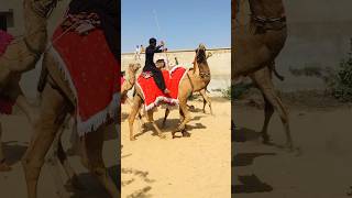 The beautiful camels of Thar #shorts  #shortvideo  #youtubeshorts