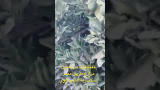 من افضل مزارع طريق مصر اسكندرية الصحراوي