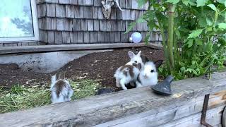 Rabbits in the herb garden.