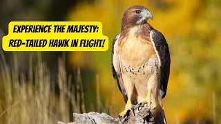 The Majesty of the Red-tailed Hawk #hawk #animals #wildlife