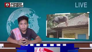 KOMEDI LOMBOK | apa? Sapi naik Atap?  BERITA NGAWAK