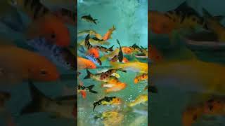 AQUARIUM HOBBY(KOI) #hobby #youtube #fishkeeping #pets #fish #youtubeshorts #aquarium #aquascaping