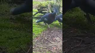 Crowned victoria pigeon  ( tepeli viktorya güvercin)