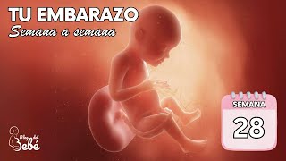 ❤️ Semana 28 de embarazo 🤰 Síntomas, consejos y desarrollo del bebé | El embarazo semana a semana