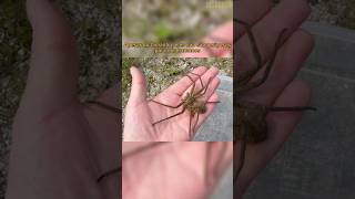 A MAIOR aranha DO MUNDO - Heteropoda maxima #shorts #animalshorts #animal #aranha #spider