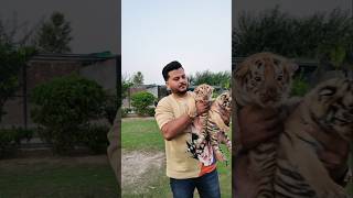 Beautiful Taby Tiger Cub | Nouman Hassan |