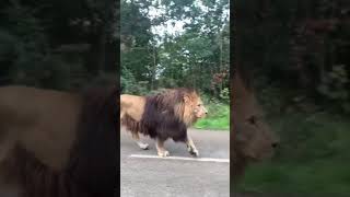 He's like walking like a king🥰🥰🔥♥️#foryoupage  #animals #foryou #lion #animalskingdom