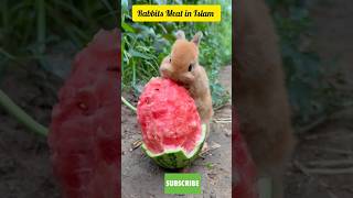 Rabbits Meat in Islam #islamicvideo #muhammadﷺ #shortsfeed #shorts #youtubeshorts