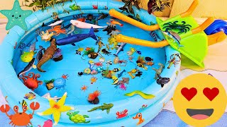 SEA ANIMALS FOR TODDLERS: RACCOON BUTTERFLYFISH, GIANT ISOPOD, POWDER BLUE TANG, AND OTHERS