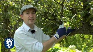 Spear and Jackson  - This Month in the Garden - How to prune an established espalier fruit tree