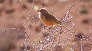 Birds of Morocco: Fulvous babbler  ثرثارة صهباء