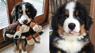 Bernese Mountain Video 2021 LIFE IS BETTER WITH A Bernese Mountain Dog