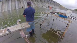 Spillway Fishing Channel Catfish Frenzy!!!