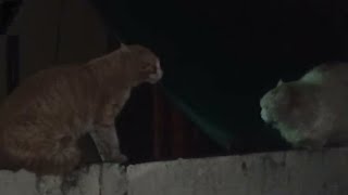 Pet cat vs stray cat 7th episode /cats fight over territory/Wild Cat vs Pet Cat fight