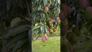 This purple mango variety is best