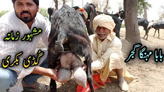 Guddi Goat Of Baba Mehnga Gujjar/ King Of Goat