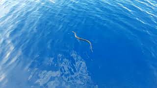 sea snake