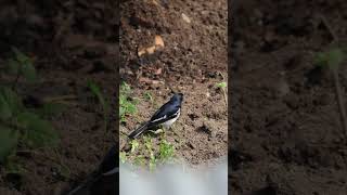 #orientalmagpierobin #picking #worms in our #backyard #backyardwildlife #birds #food #4k