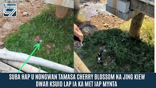 SUBA HAP U NONGWAN TAMASA CHERRY BLOSSOM NA JING KIEW DWAR KSUID LAP IA KA MET IAP MYNTA