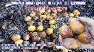 DUA ALTERNATIF MENYEMAI BUAH PINANG #VIDEO TUTURIAL MENYEMAI BIBIT PINANG