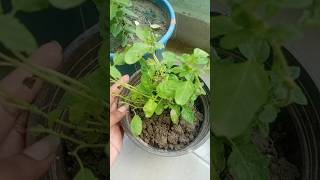 kash pahle pata hota😯 Tulsi kaise lagaen pot size and soil mix for tulsi plant#tulsi #sorts