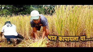 कोकणातील भात कापणी ||Rice Crop Harvesting  - Konkan Area - Ratnagiri