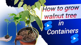 How to grow walnut tree from seeds in containers