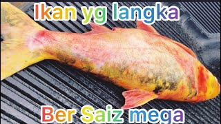 Kesah Seorang Nelayan #ikan bersaiz mega yg langka