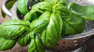 Picking basil leaves off plant - how to harvest and prune Basil