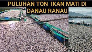 PULUHAN TON IKAN MATI DI KERAMBA DANAU RANAU SECARA MISTERIUS DI KARNAKAN....