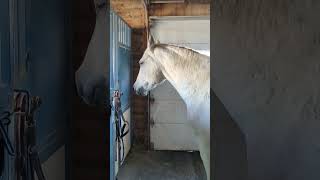 The horses are only a little wild in the barn. But ready for dinner